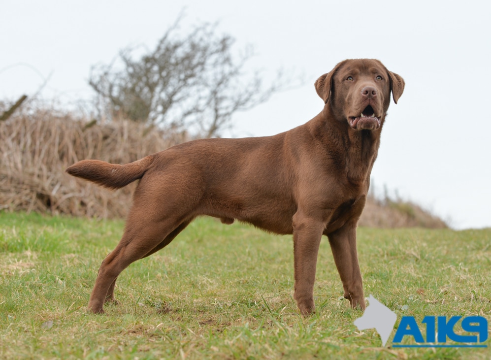 lab dog training near me