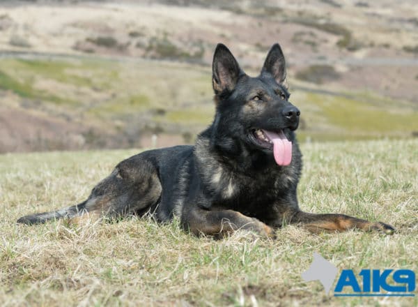 Trained German Shepherd Family Protection Dog Hasso at A1K9