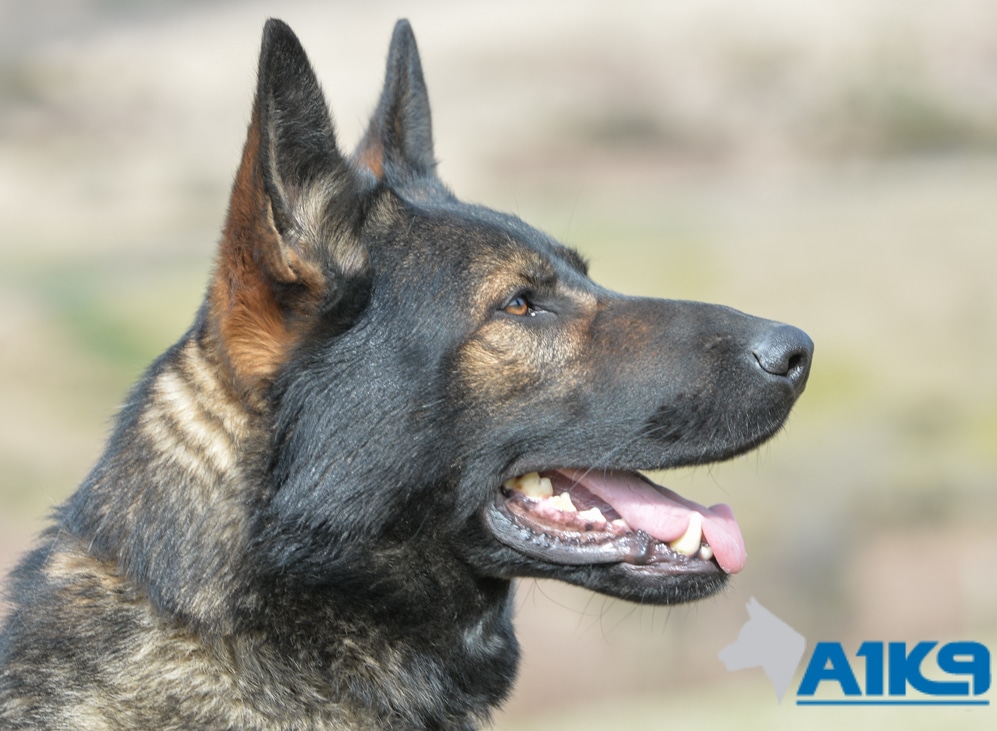 Family Protection Dog – Hasso