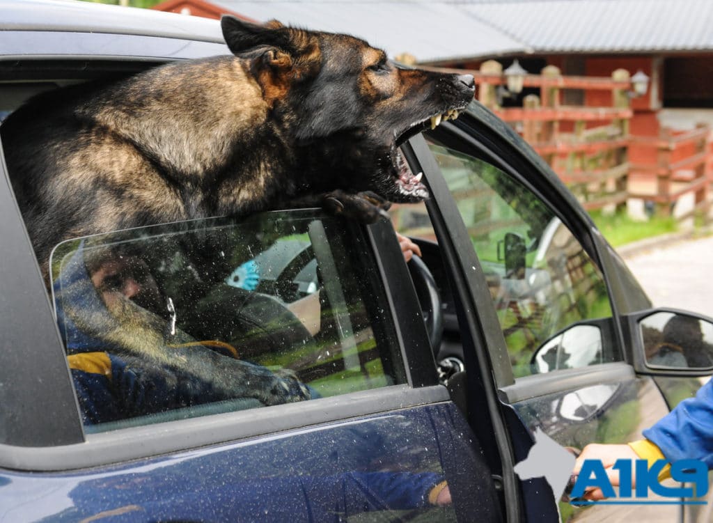 A1K9 Protection Dog in Action (Car Jacking)