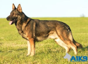 A1K9 Family Protection Dog Amo Stand