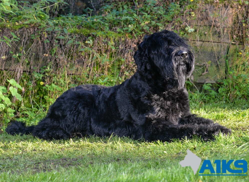 Trained Giant Schnauzer Bert - Down