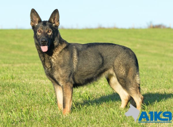 A1K9 Family Protection Dog Demi Stand