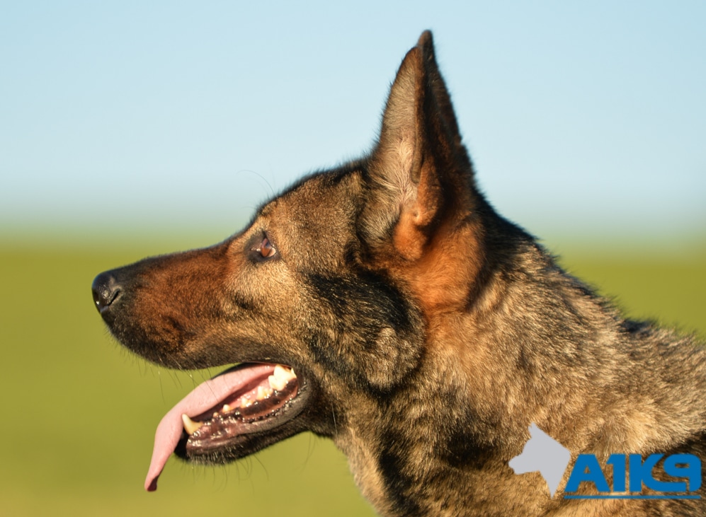 Family Protection Dog – Engie