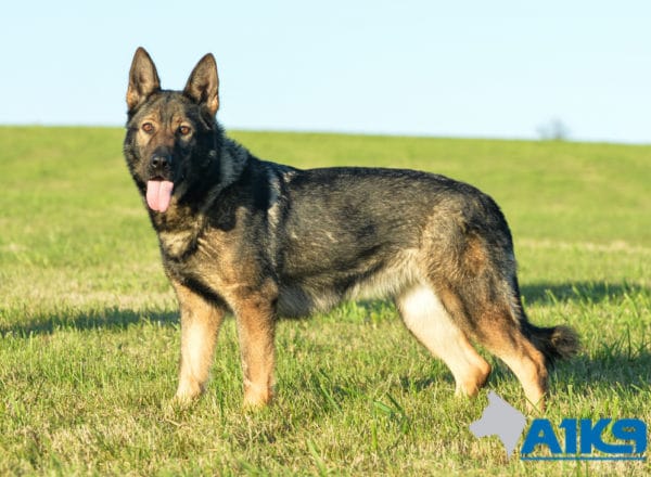 A1K9 Family Protection Dog Engie Stand