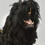 A1K9 Giant Schnauzer Bert Barking