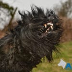 Giant Schnauzer Bert