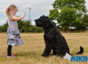 A younger person practicing obedience with A1K9 Giant Schnauzer Bert.