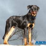 A1K9 Residential Obedience Training Beauceron