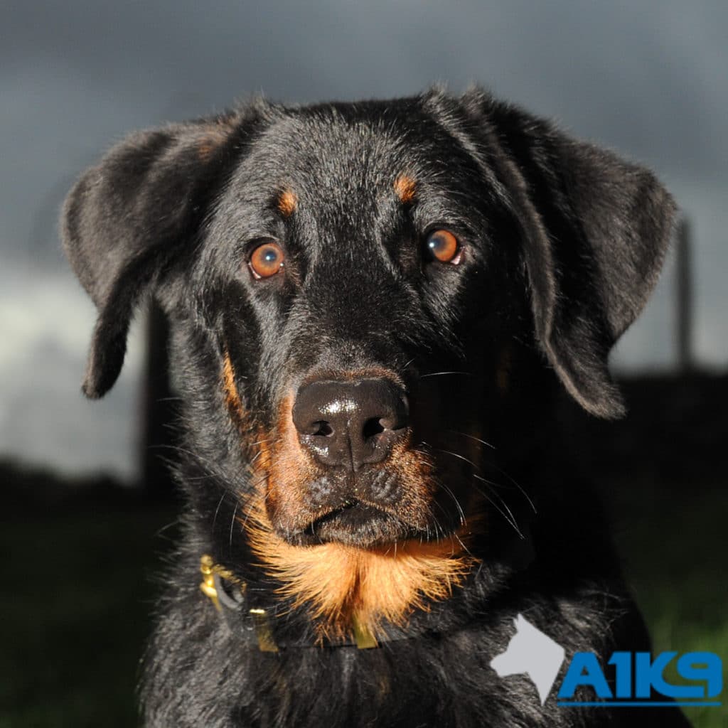 Beauceron Bardot at A1K9s Obedience Training