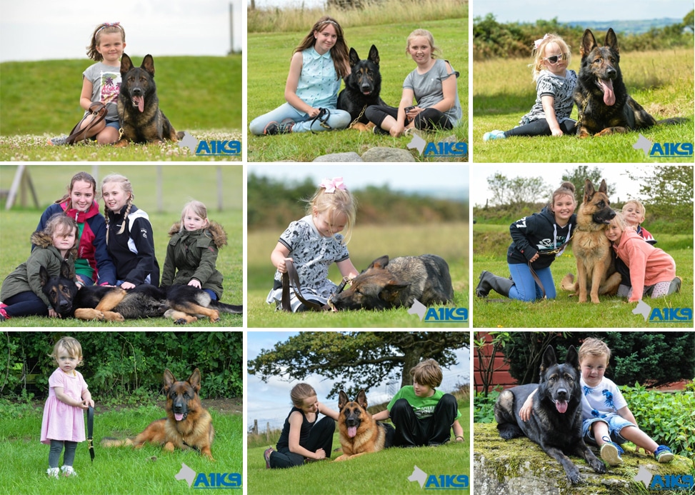 family protection dog pets a1k9