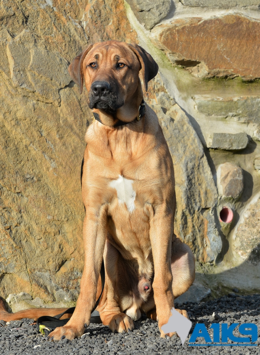 Viggo - A Danish Mastiff