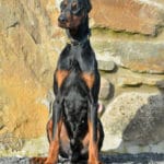 Dobermann - Duke