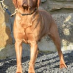 Pablo - A Fox Red Labrador