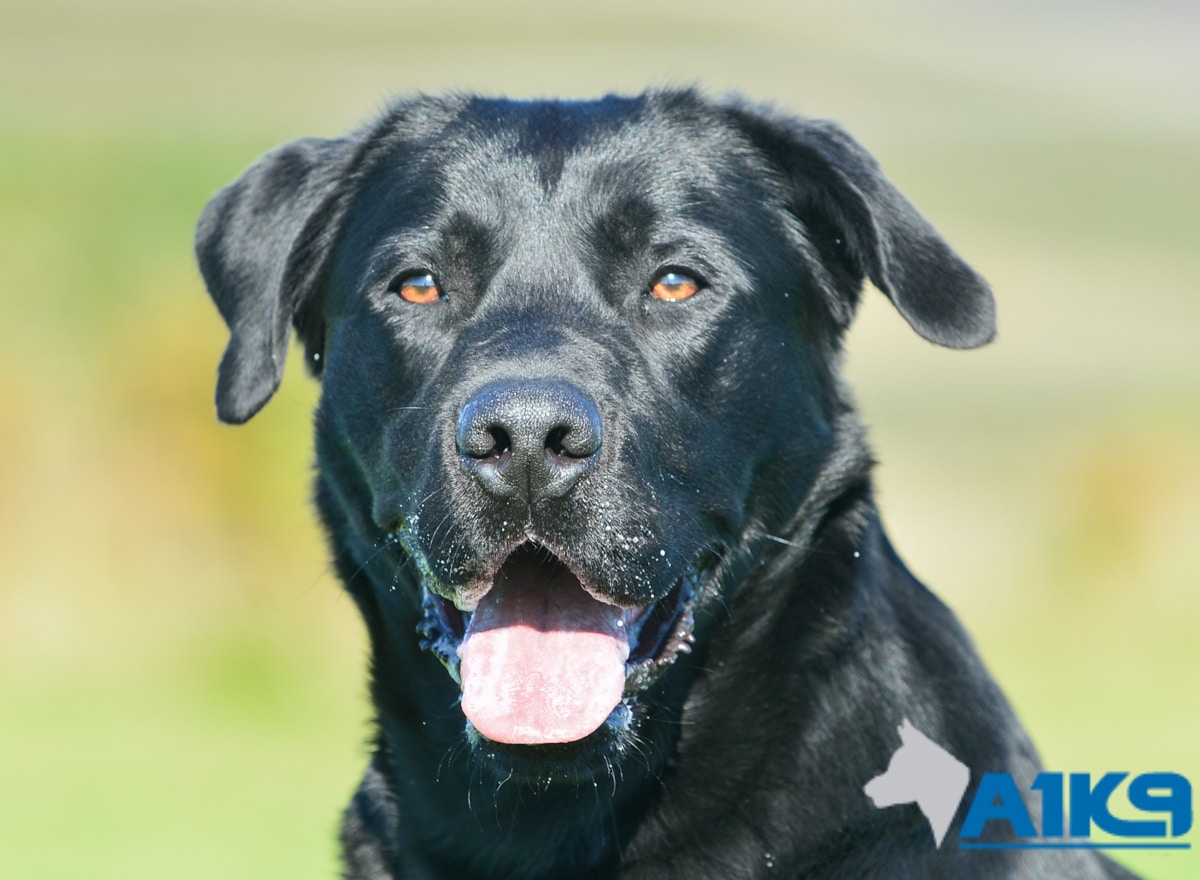 Obedient Dog For Sale – Mick