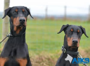 A1K9 Residential Obedience Training Dobermanns