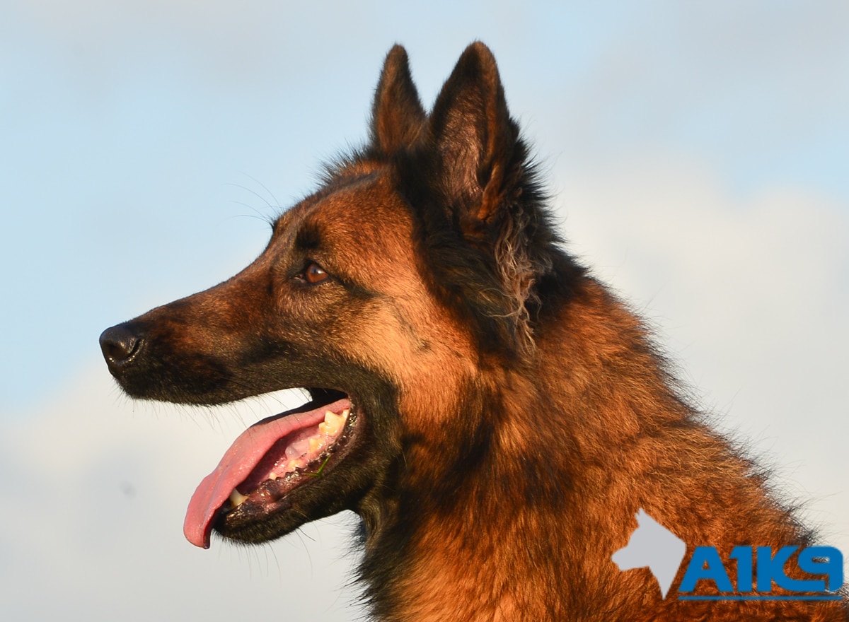 Trained Protection Dog – Bandit