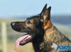 A1K9 Family Protection Dog Chase Head