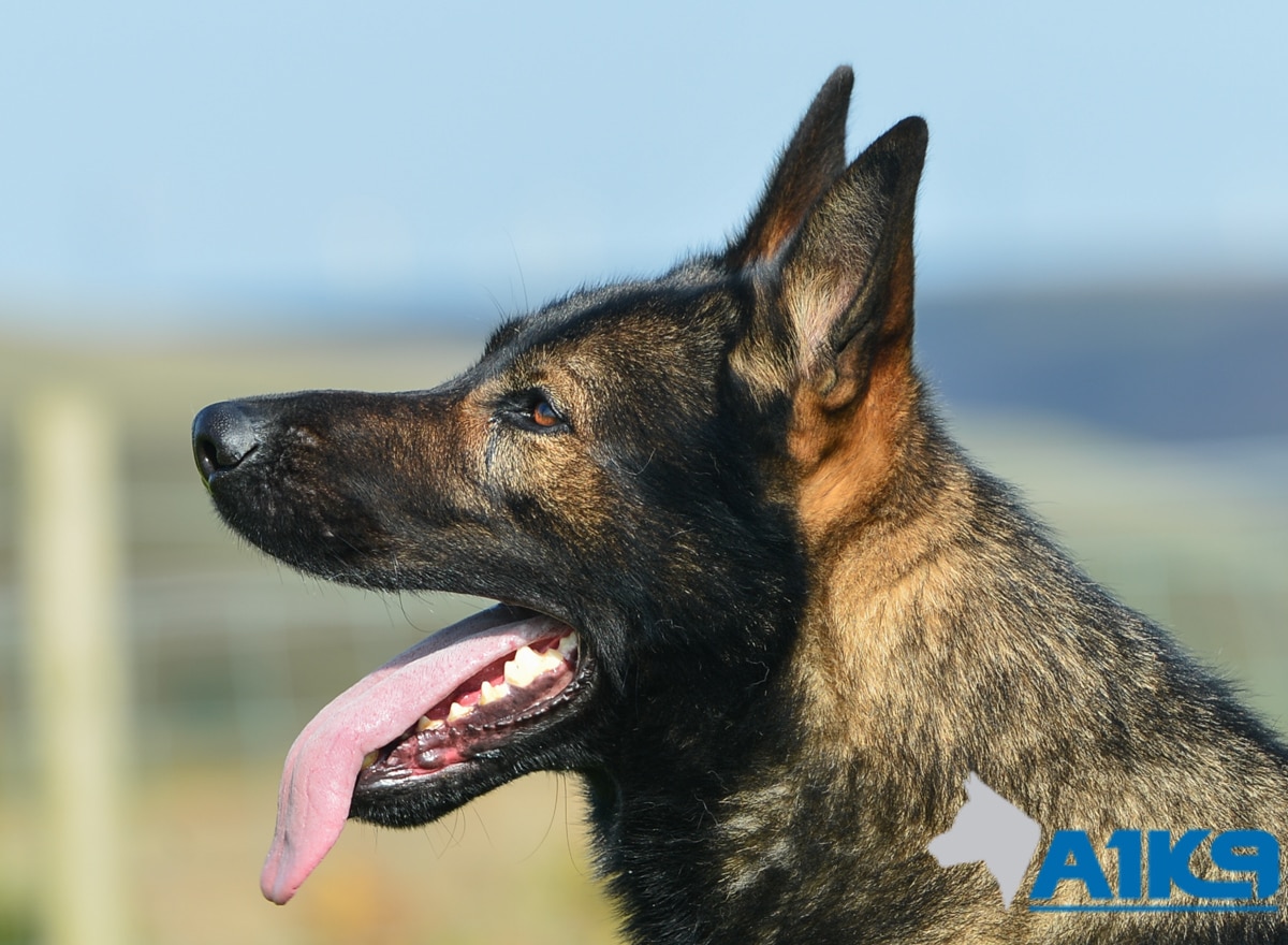Family Protection Dog – Chase