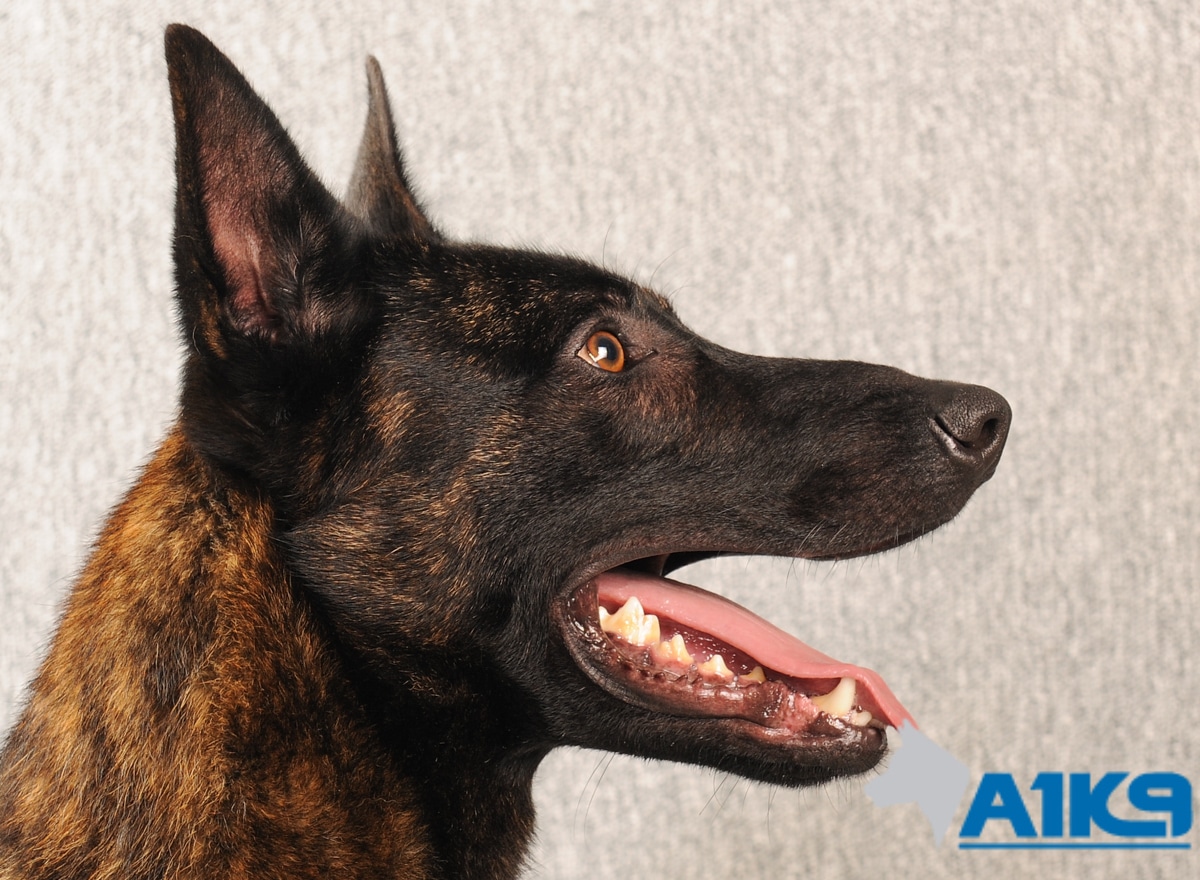 Protection Dog – Duvel