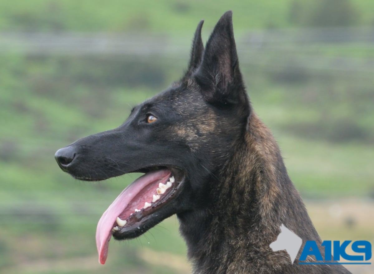 Family Production Dog – Kaatje