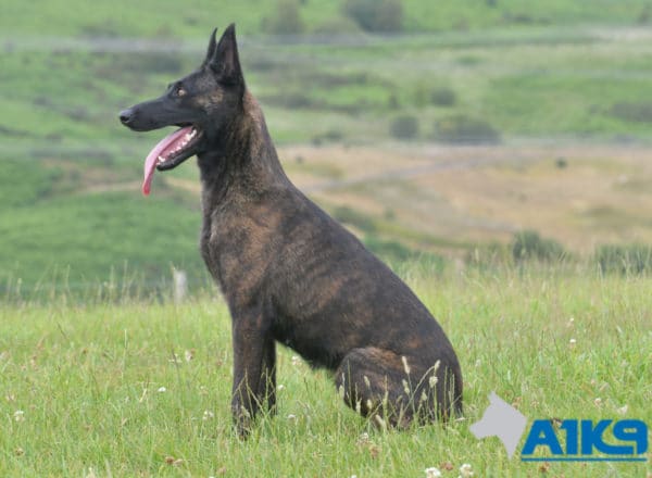 A1K9 Family Protection Dog Kaatje Sit