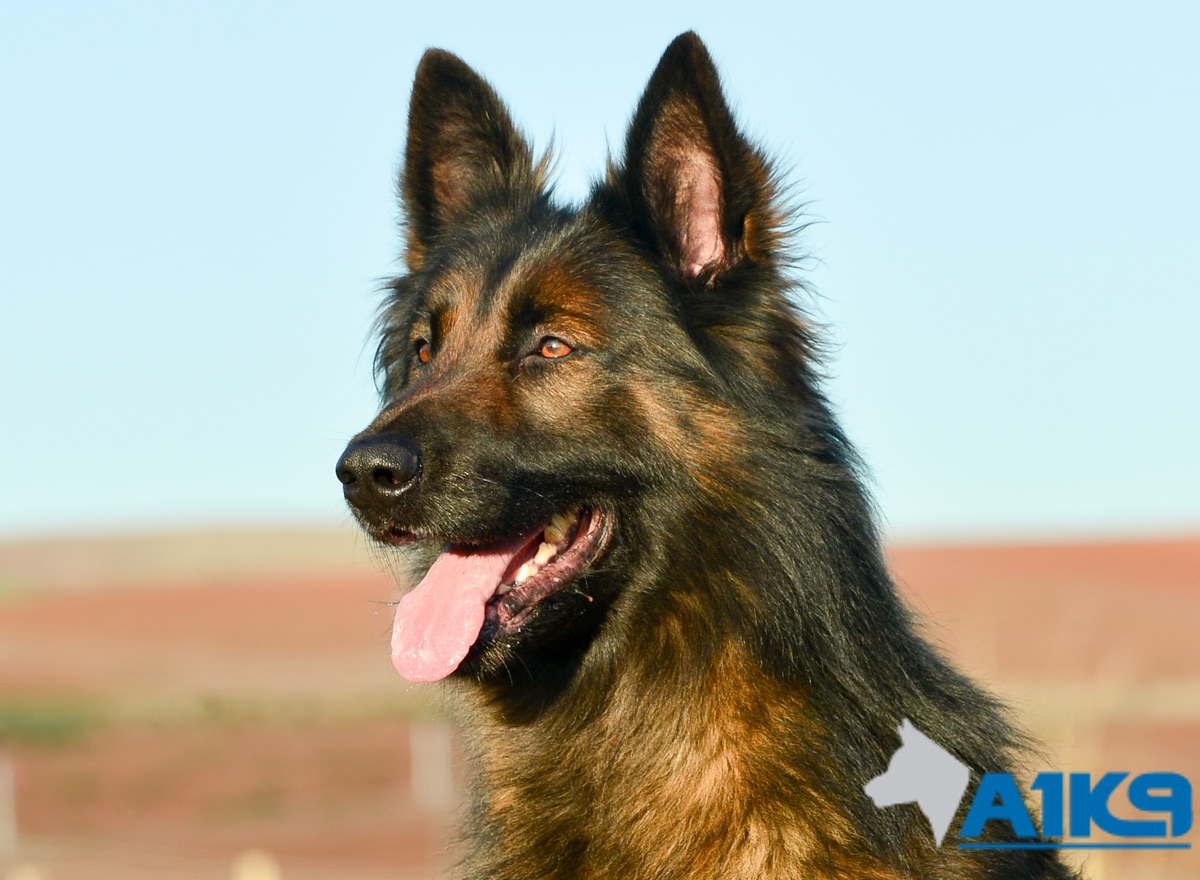 Trained Protection Dog – Bor