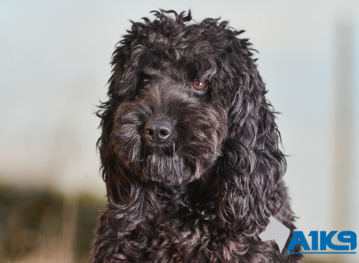 Obedient Pet – Gertie