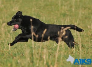 A1K9 Trained Obedient Pet Labrador Mick Run