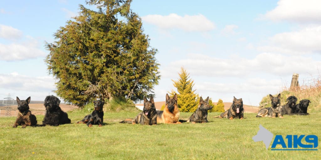 A1K9 Personal and Family Protection Dogs