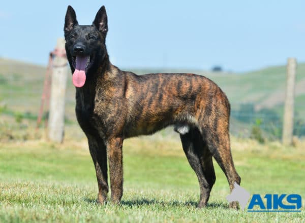 A1K9 Family Protection Dog Duval Stand