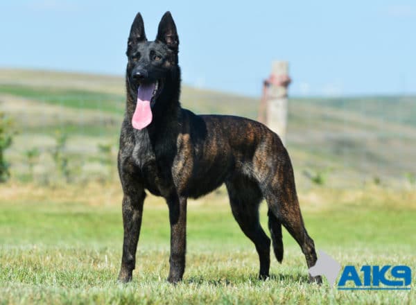 A1K9 Family Protection Dog Kaatje Stand