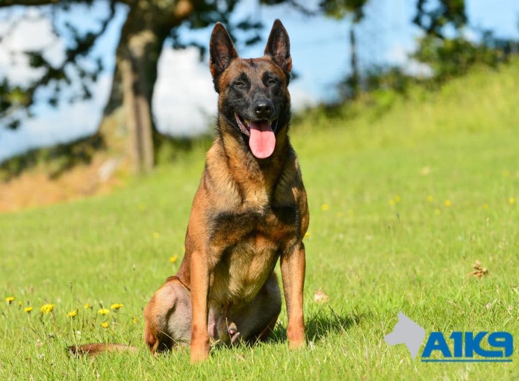 A1K9 Family Protection Dog Malinois Quinn Sit
