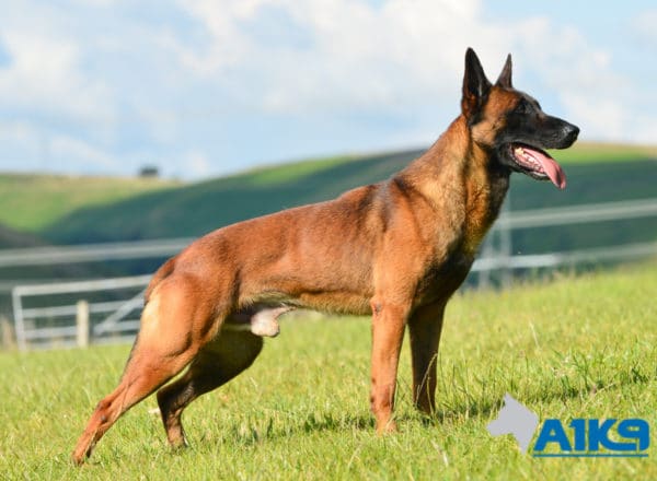 A1K9 Family Protection Dog Malinois Quinn Stand