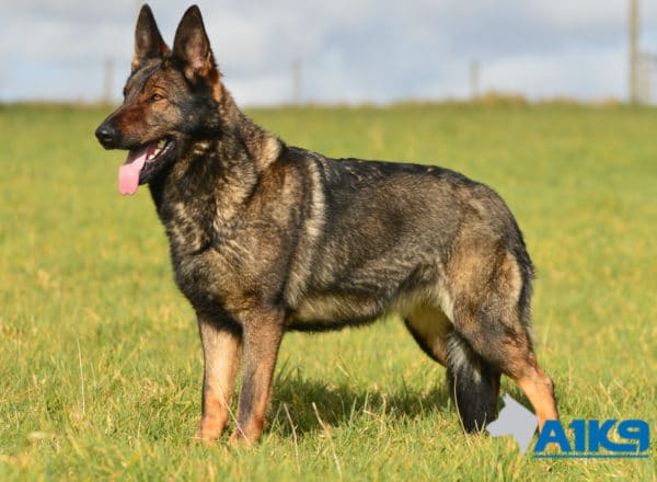 A1K9 Family Protection Dog Pinda Stand