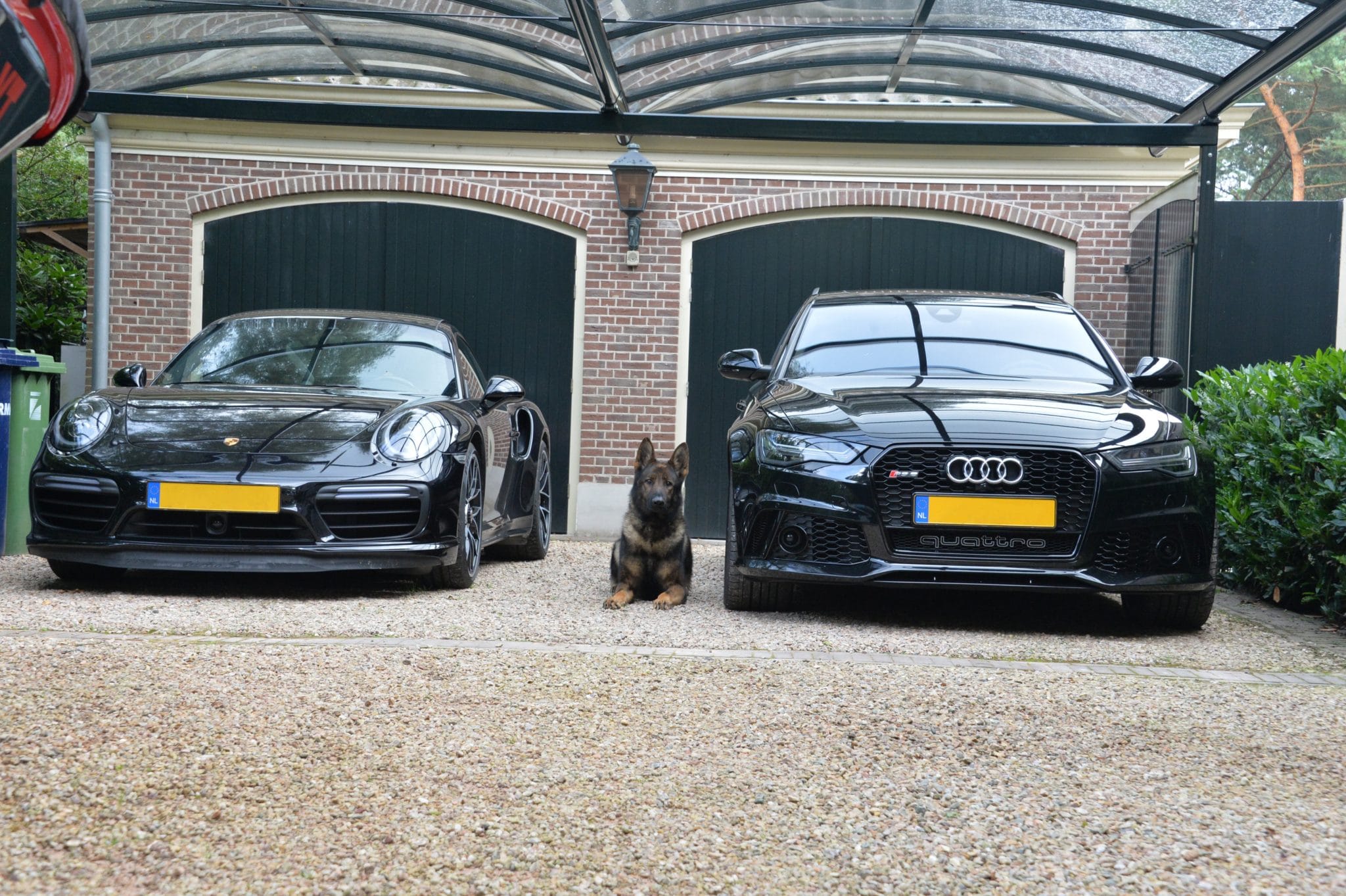 a1k9 Dog in between audi and porsche