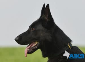 A1K9 Family Protection Dog Aris Head