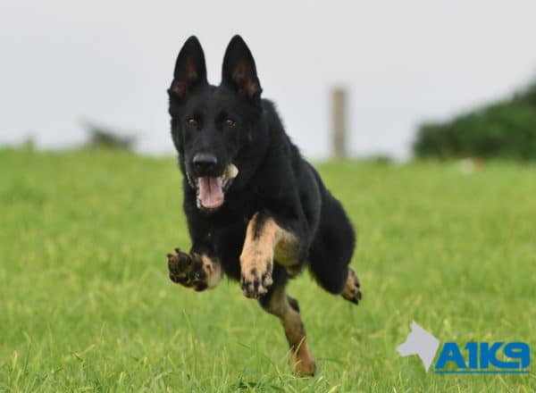 A1K9 Family Protection Dog Aris Running