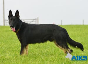 A1K9 Family Protection Dog Aris Stand