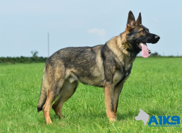 A1K9-Family Protection Dog Bax Stand