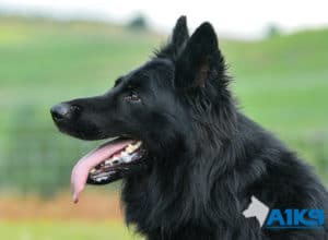 A1K9-Family Protection Dog Hart Head