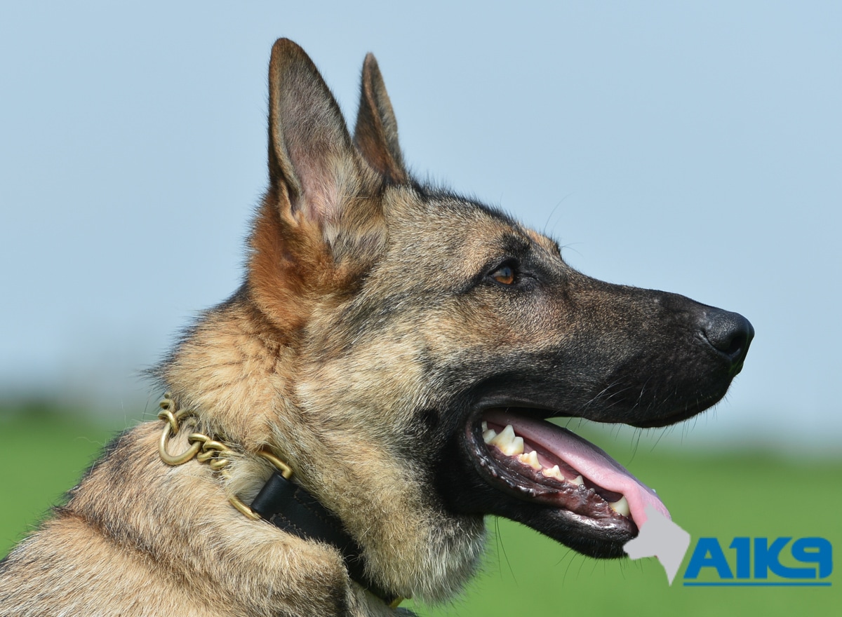 Family Protection Dog – Largo