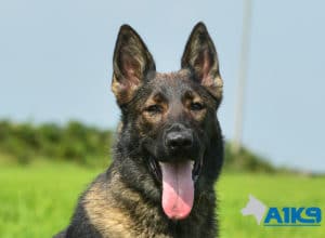 Trained alsatian dogs for sale cheap
