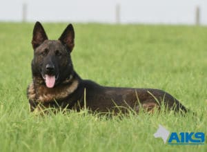 A1K9 Family Protection Dog Nico Down