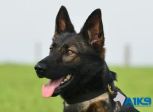 A1K9 Family Protection Dog Raki Head