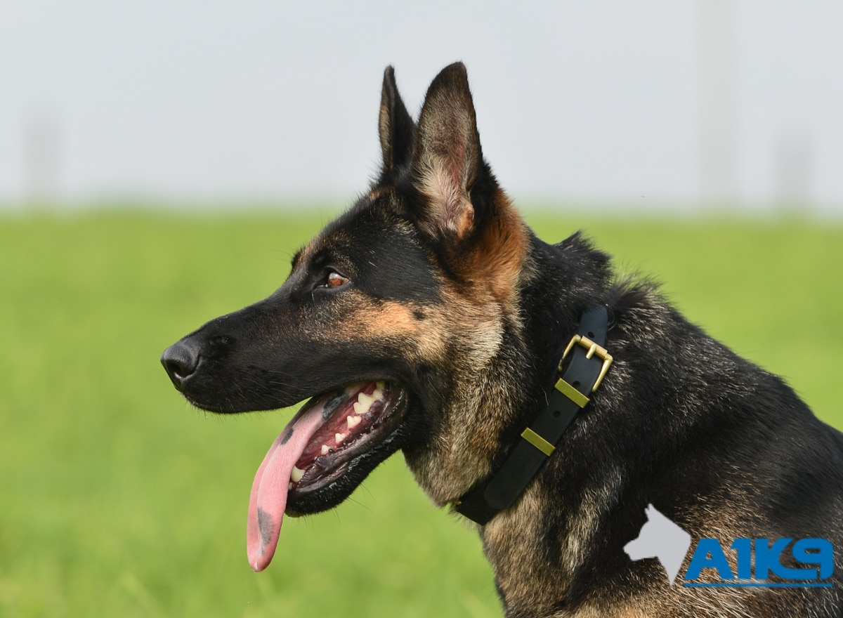Family Protection Dog – Sally