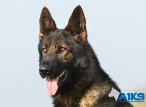 A1K9 Family Protection Dog Athos Head