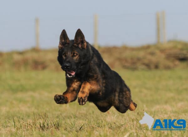 A1K9 Family Protection Dog Athos Run
