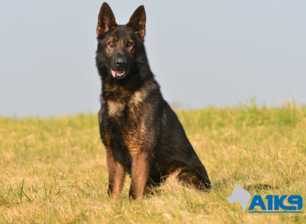 A1K9 Family Protection Dog Athos Sit