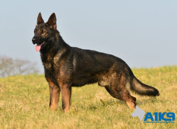 A1K9 Family Protection Dog Athos Stand